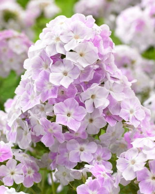 Floks (Phlox) - Płomyk wiechowaty - Cool Water - GIGA paczka! - 50 szt.