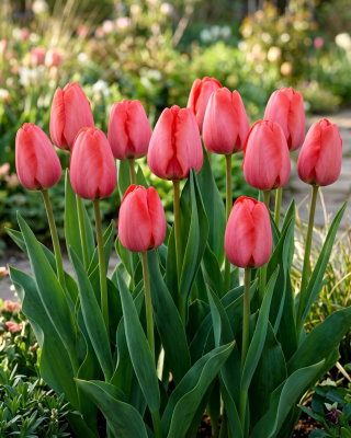 Tulipan Niigata - GIGA paczka! - 250 szt.