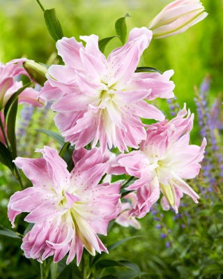 Lilia - Lotus Elegance - orientalna, pełna - GIGA paczka! - 50 szt.