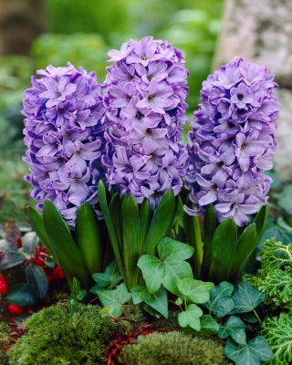 Hiacynt Blue Star - GIGA paczka! - 150 szt.
