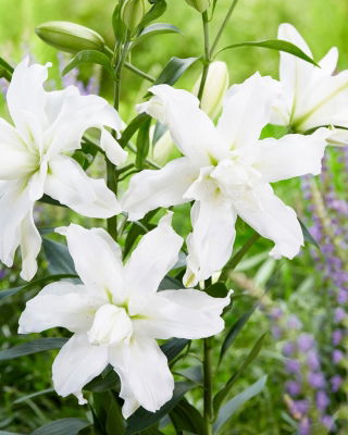 Lilia - Lotus Beauty - orientalna, pełna - GIGA paczka! - 50 szt.