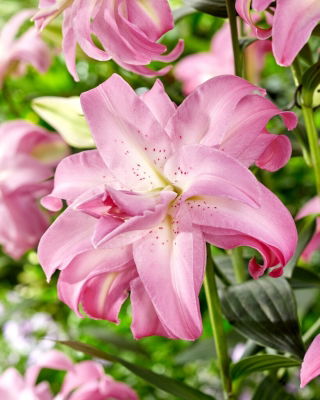 Lilia - Lotus Dream - orientalna, pełna - GIGA paczka! - 50 szt.