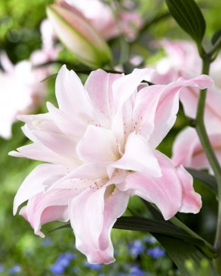 Lilia - Lotus Queen - orientalna, pełna - GIGA paczka! - 50 szt.
