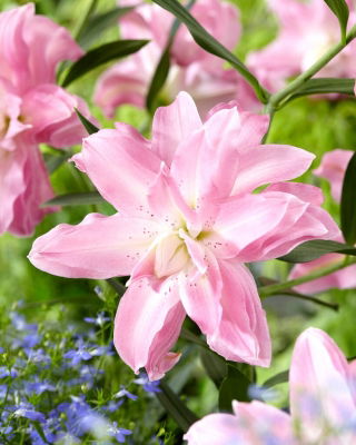 Lilia - Lotus Breeze - orientalna, pełna - duża paczka! - 10 szt.