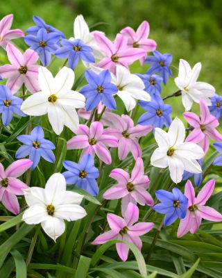 Ipheion - Ifejon - mix - GIGA paczka! - 500 szt.