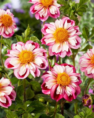 Dalia - Bumble Rumble - duża paczka! - 10 szt.