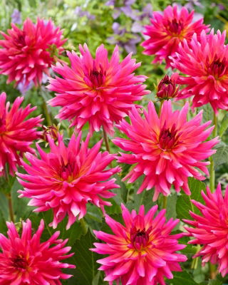 Dalia - Cherry Cake - GIGA paczka! - 50 szt.