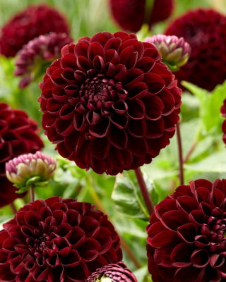 Dalia - Dark Spirit - pomponowa - duża paczka! - 10 szt.