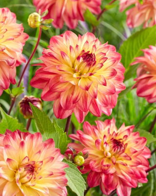 Dalia - Prinzessa