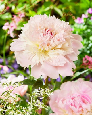 Piwonia, Paeonia - Alertie - sadzonka - GIGA paczka! - 50 szt.