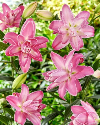 Lilia - Lotus Wonder - orientalna, pełna - GIGA paczka! - 50 szt.