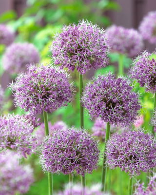 Czosnek turkiestański - Allium Stipitatum