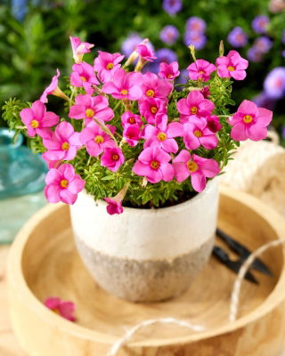 Szczawik Shorty - 2 szt.