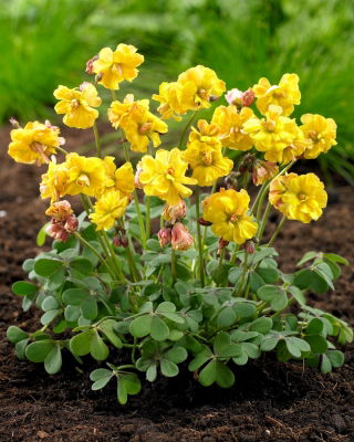 Szczawik Double Trouble - pełny - duża paczka! - 20 szt.