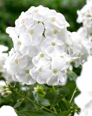 Floks (Phlox) - Płomyk wiechowaty - Rembrandt - GIGA paczka! - 50 szt.