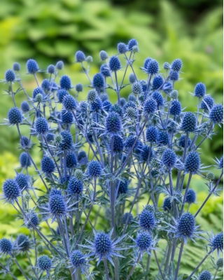 Mikołajek płaskolistny - duża paczka! - 10 szt.