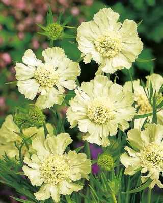 Driakiew kaukaska - biała