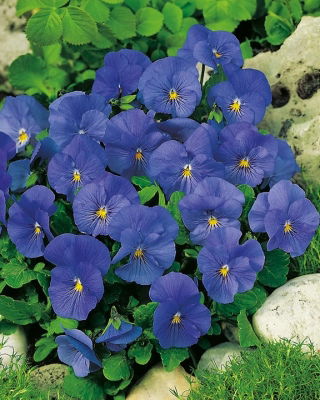 Fiołek rogaty Blue Perfection - błękitny