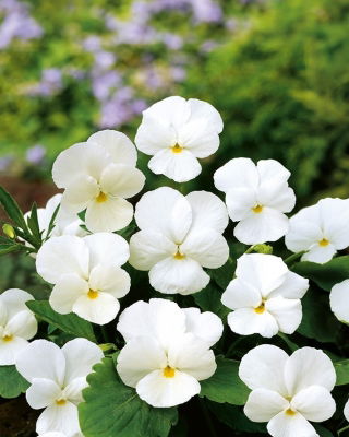 Fiołek rogaty White Perfection