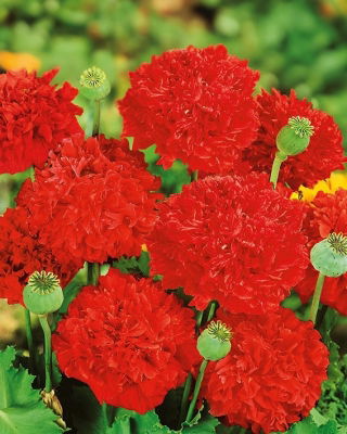 Mak letni - peoniowy - szkarłatny