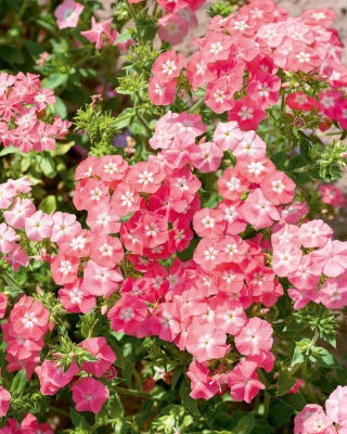 Floks Drummonda - Leopoldii - łososiowo rożowy z białym oczkiem