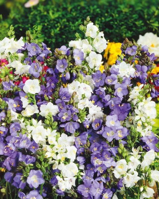 Wielosił błękitny - mieszanka