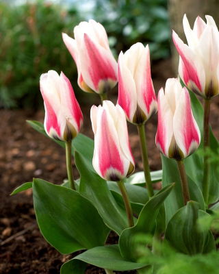 Tulipan Border Legend - 5 szt.