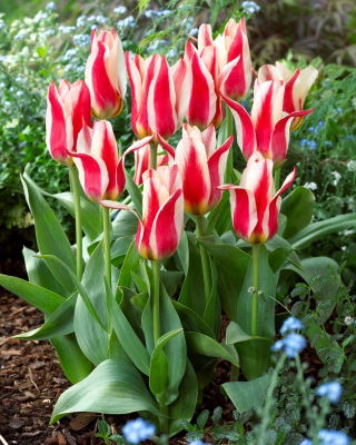 Tulipan Buddy - 5 szt.