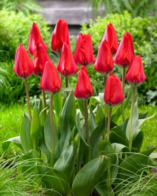 Tulipan Dirk - 5 szt.