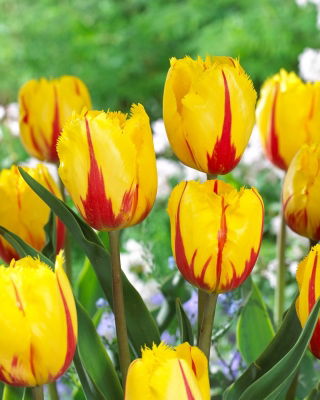 Tulipan Flamenco - 5 szt.
