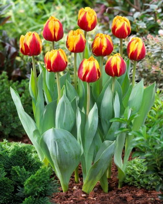 Tulipan Givenchy - 5 szt.