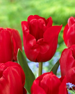 Tulipan Heleen Valstar - 5 szt.