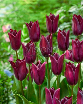 Tulipan Indeland - 5 szt.