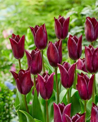 Tulipan Indeland - 5 szt.