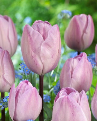 Tulipan Jacuzzi - GIGA paczka! - 250 szt.