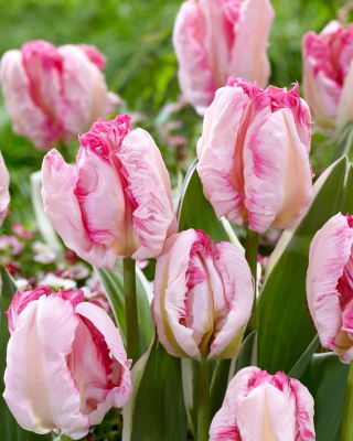 Tulipan Parrot Pinkvision - 5 szt.