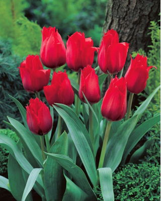 Tulipan Princesse Charmante - GIGA paczka! - 250 szt.