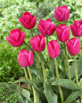 Tulipan Purk - 5 szt.