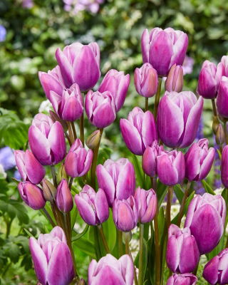 Tulipan Purple Elegance - GIGA paczka! - 250 szt.