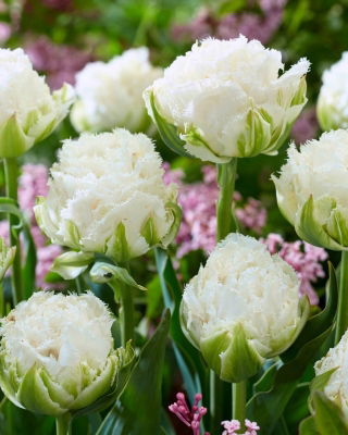 Tulipan Snow Crystal - 5 szt.