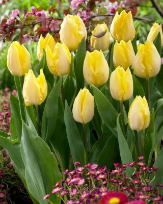 Tulipan Sunny Prince - 5 szt.