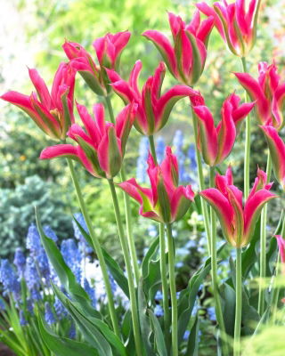 Tulipan Virichic - 5 szt.