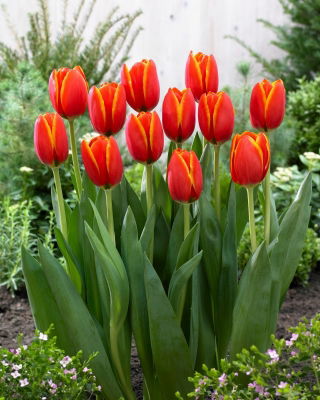 Tulipan World Favourite - 5 szt.