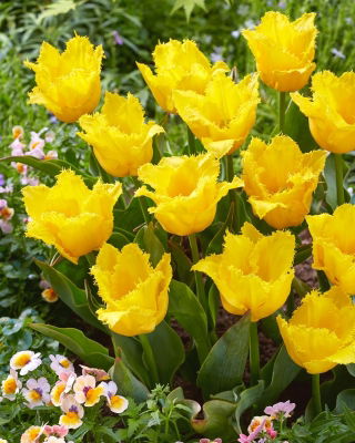 Tulipan Stuttgart - duża paczka! - 50 szt.