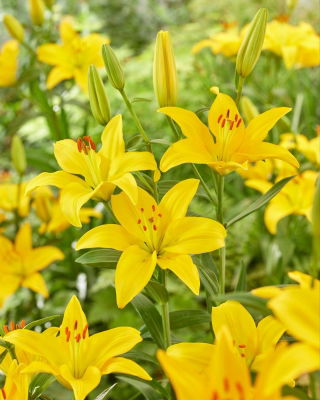 Lilia azjatycka - Rapid Yellow
