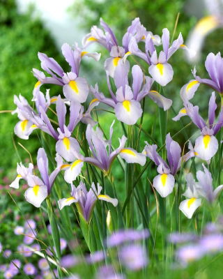 Irys holenderski - King Mauve - 10 szt.