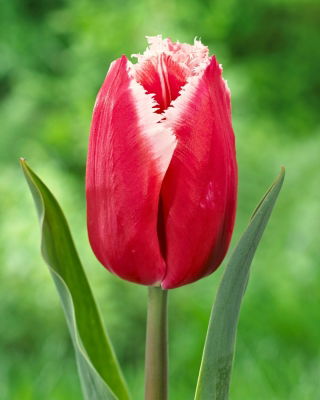 Tulipan Canasta - 5 szt.