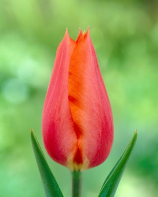 Tulipan Temple of Beauty - opak. 5 szt.