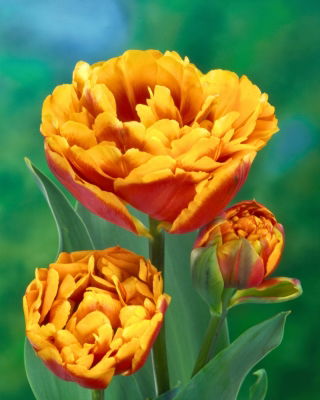 Tulipan Bonanza - 5 szt.