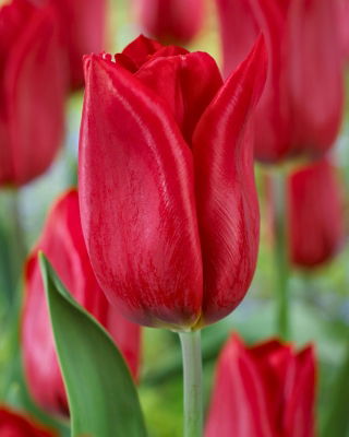 Tulipan Strong Love - 5 szt.